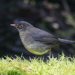Slaty-backed Nightingale-Thrush (image by Trevor Ellery)