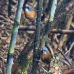 Slender-billed Scimitar Babbler (image by Dáni Balla)