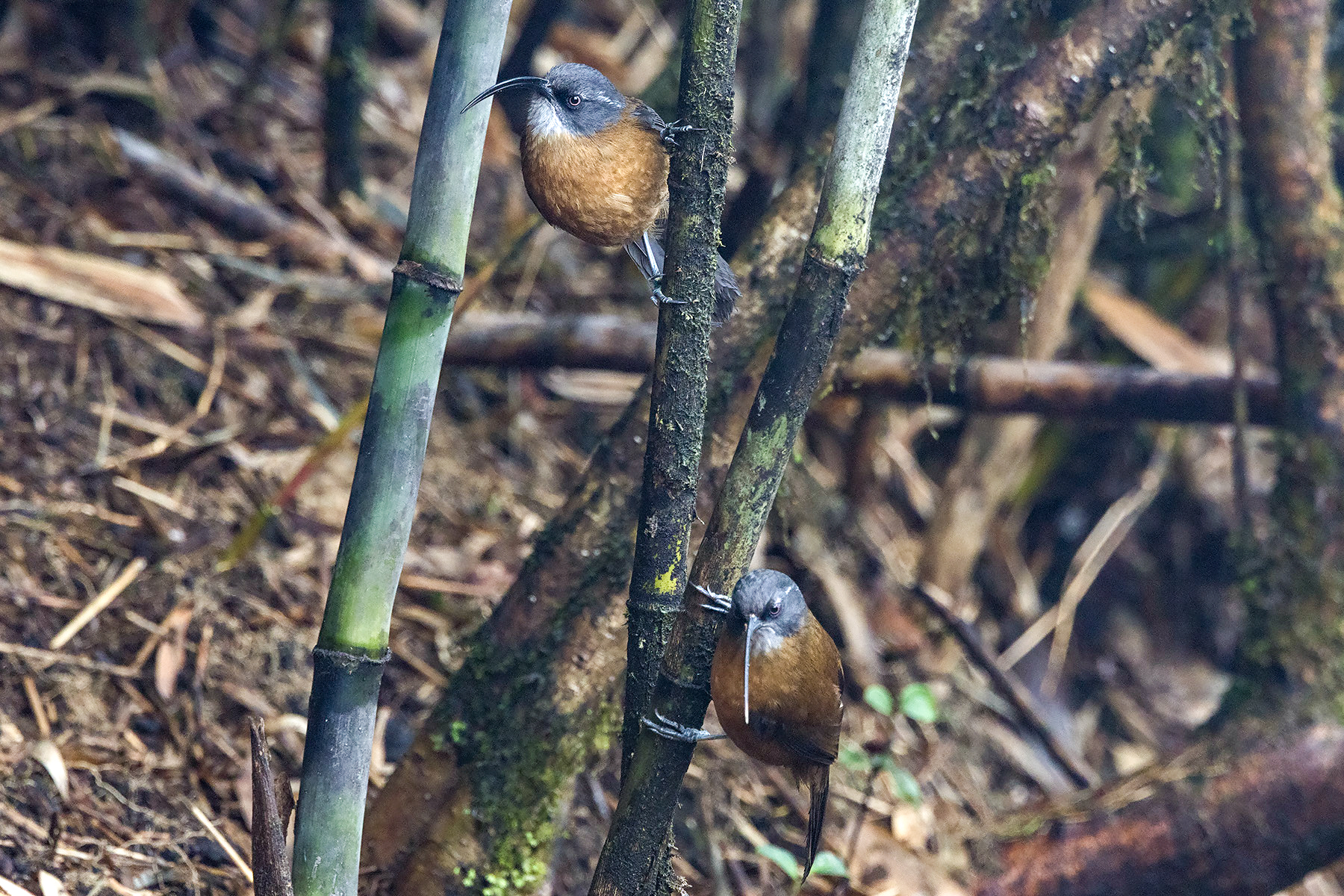 Slender-billed Scimitar Babbler (image by Dáni Balla)