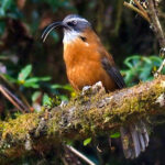 Slender-billed Scimitar-babbler (image by Dave Farrow)