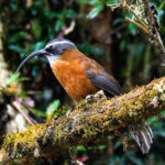 Slender-billed Scimitar-babbler (image by Dave Farrow)