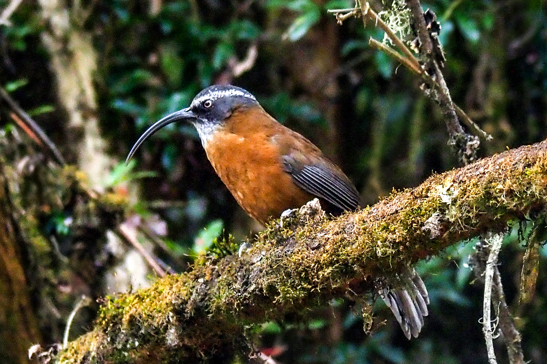Slender-billed Scimitar-babbler (image by Dave Farrow)