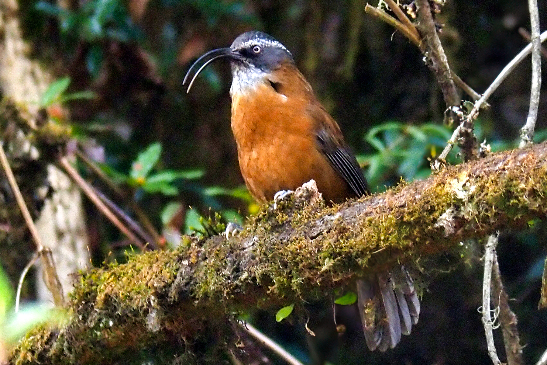 Slender-billed Scimitar-babbler (image by Dave Farrow)