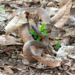 The locals were really confused by our interest in this impressive Solomons Island Ground Boa (image by Diedert Koppenol)