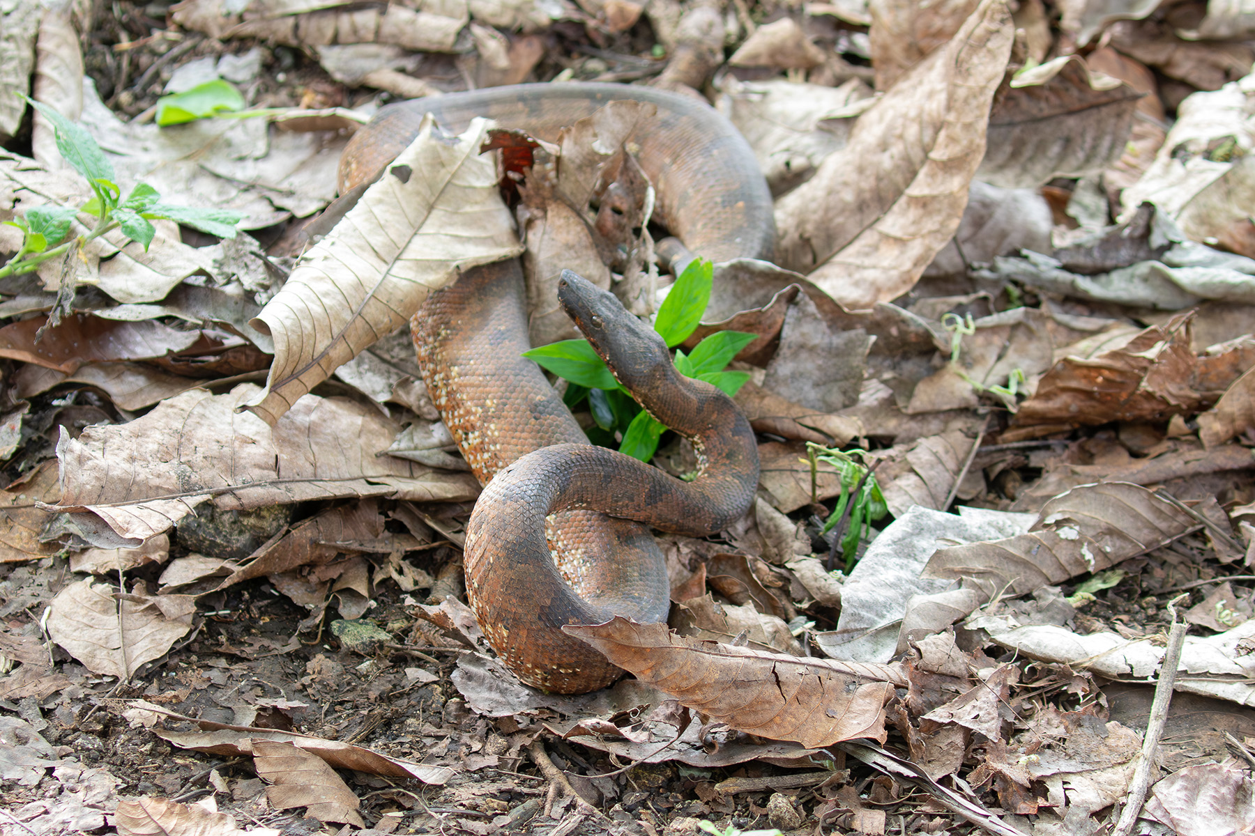 The locals were really confused by our interest in this impressive Solomons Island Ground Boa (image by Diedert Koppenol)