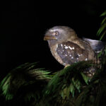 Solomons Frogmouth (image by Diedert Koppenol)