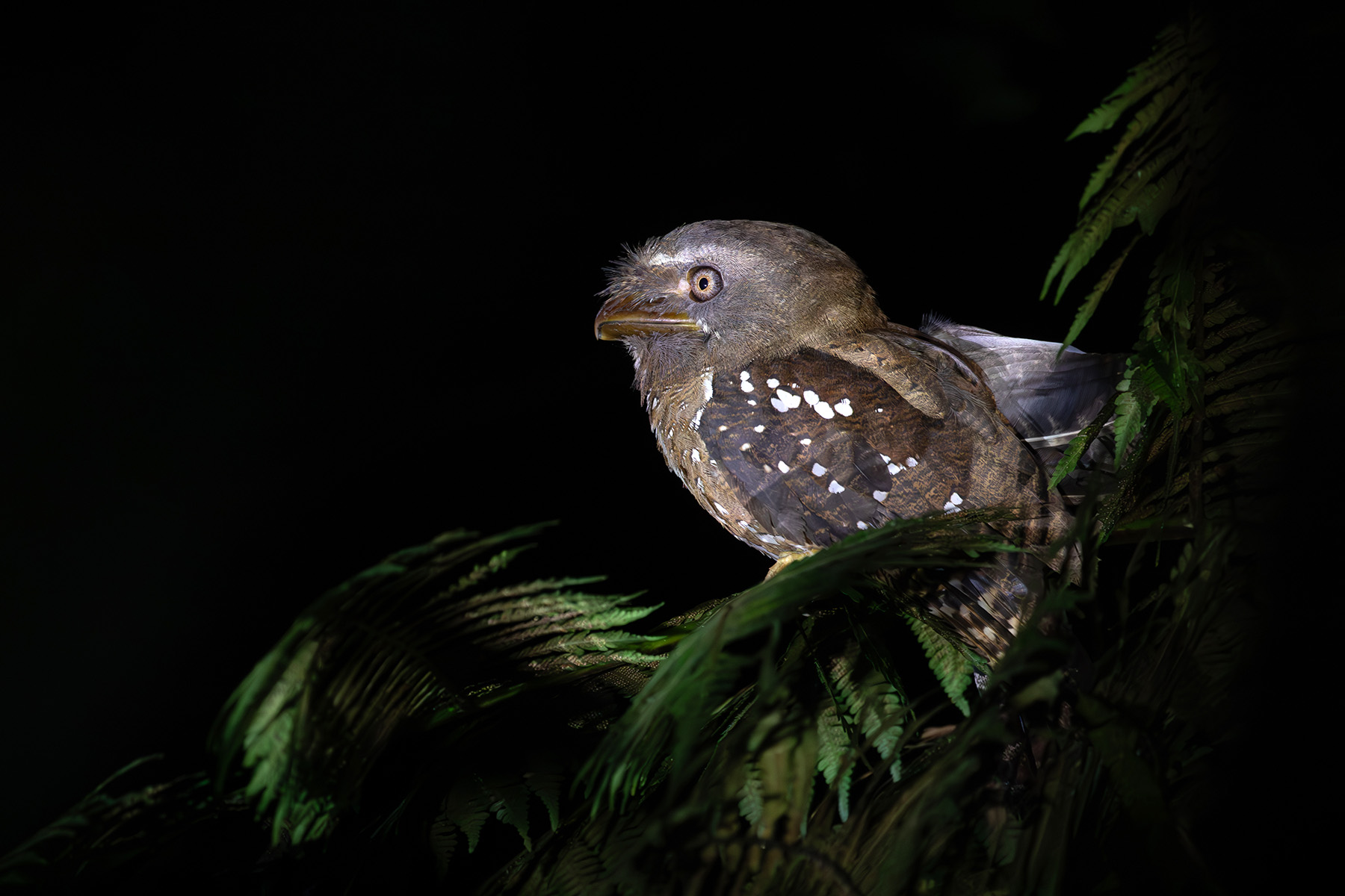 Solomons Frogmouth (image by Diedert Koppenol)