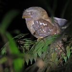 Solomons Frogmouth (image by Diedert Koppenol)
