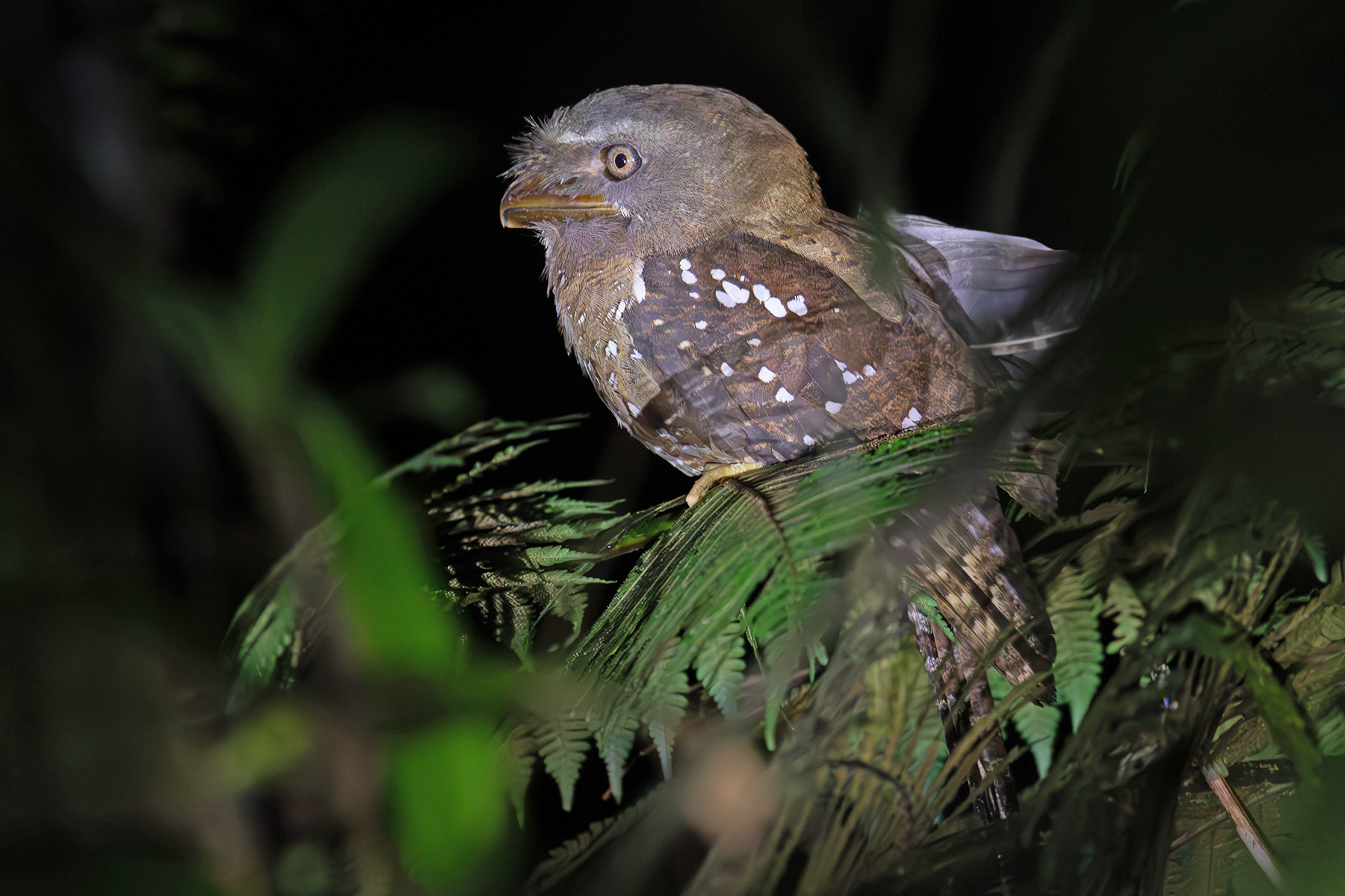 Solomons Frogmouth (image by Diedert Koppenol)