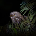 The local frogmouth whistler managed to get a Solomons Frogmouth right next to the track! (image by Diedert Koppenol)