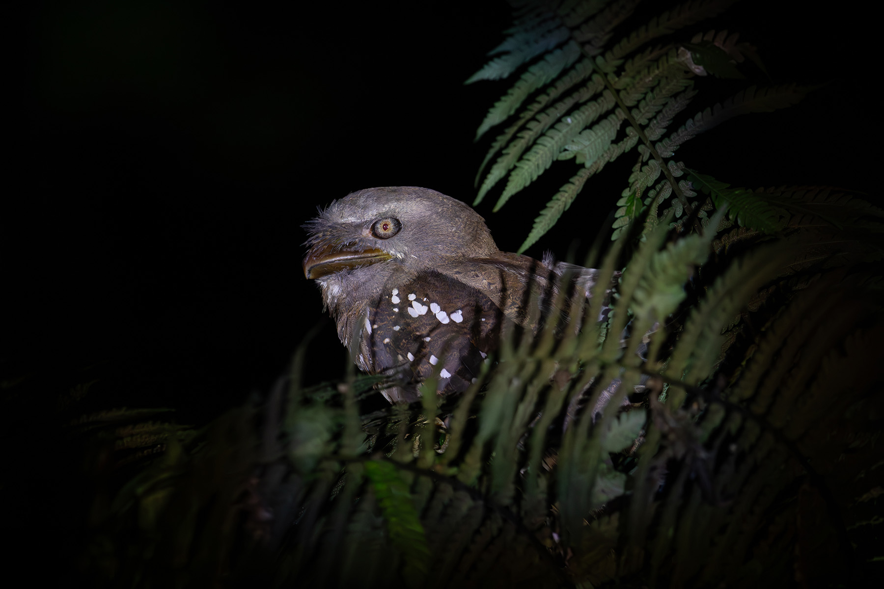 The local frogmouth whistler managed to get a Solomons Frogmouth right next to the track! (image by Diedert Koppenol)