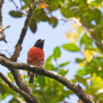 Solomons Robin can be found at higher altitudes on several of the islands (image by Diedert Koppenol)