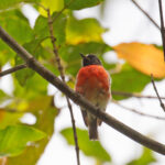 Solomons Robin (image by Diedert Koppenol)