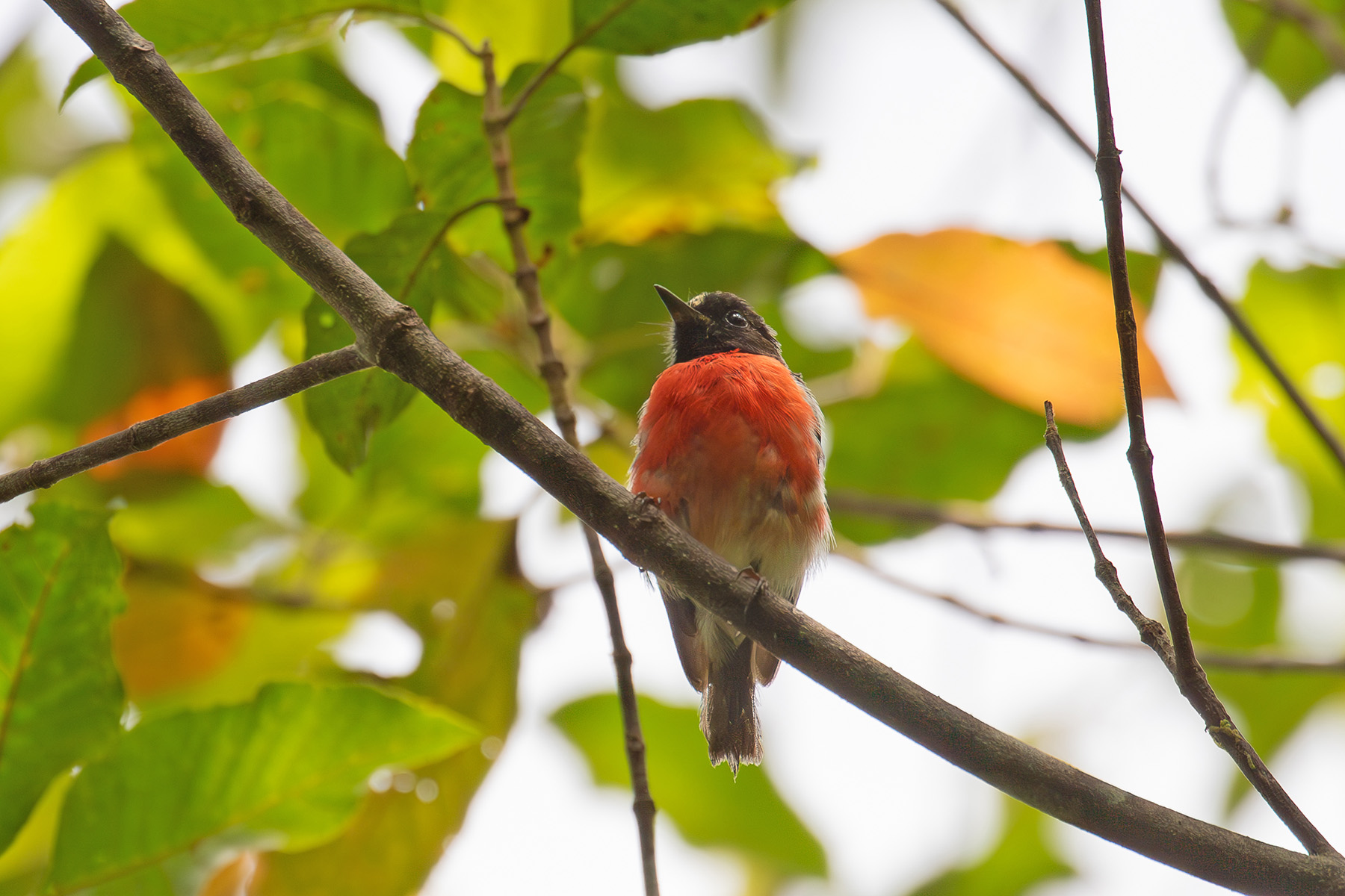 Solomons Robin (image by Diedert Koppenol)