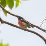 This cute Solomons Robin is a delight of the canopy (image by Diedert Koppenol)