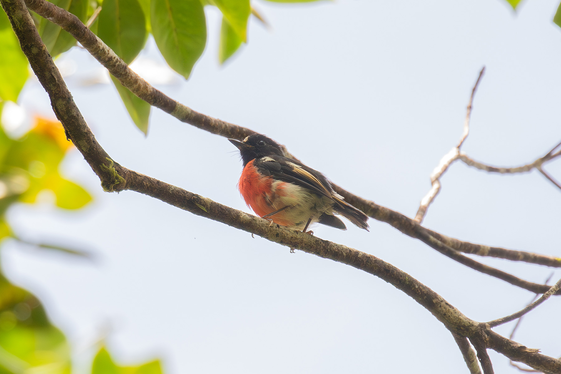 This cute Solomons Robin is a delight of the canopy (image by Diedert Koppenol)