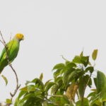 Song Parrot on Malaita (image by Diedert Koppenol)
