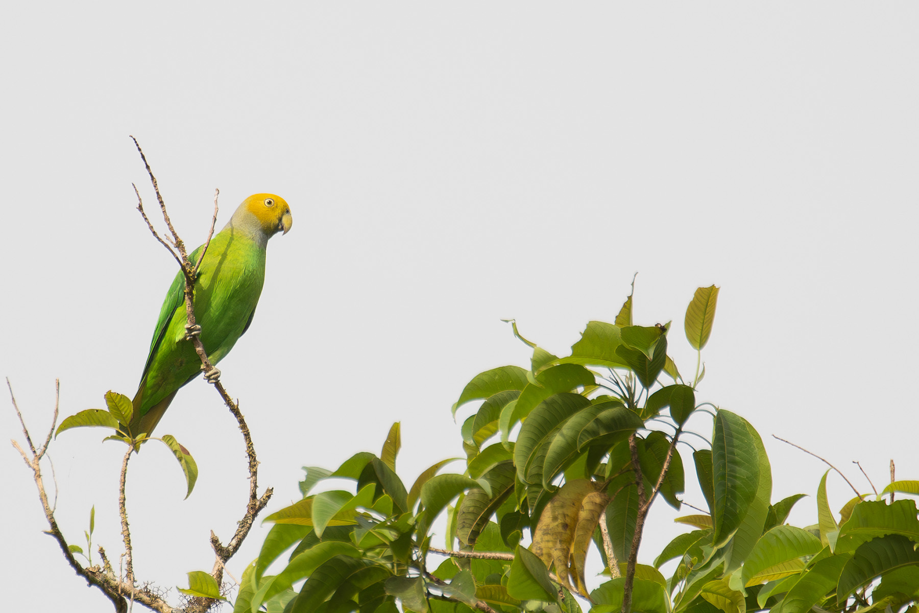 Song Parrot on Malaita (image by Diedert Koppenol)