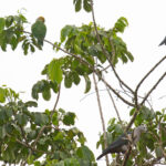 Song Parrot with Pacific Imperial Pigeons on Rennell (image by Diedert Koppenol)