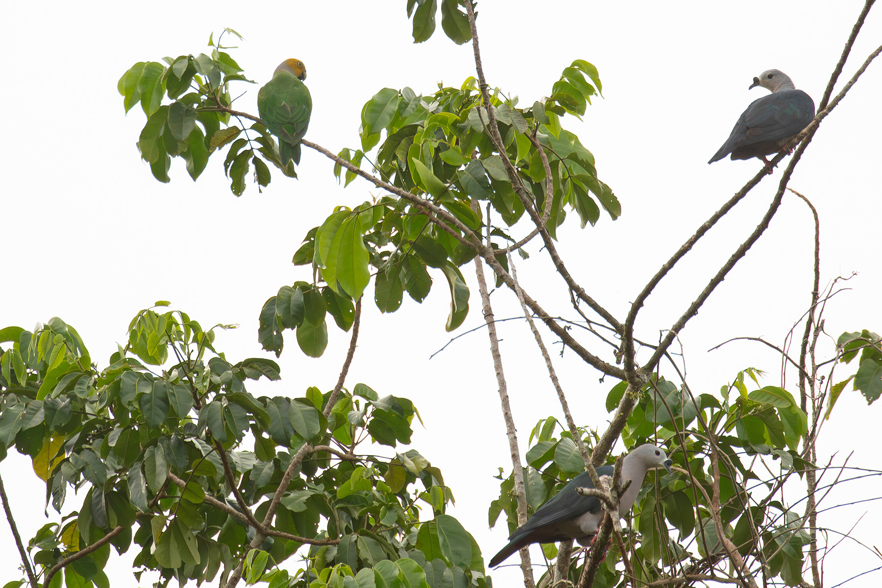 Song Parrot with Pacific Imperial Pigeons on Rennell (image by Diedert Koppenol)