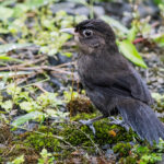 Sooty Babbler (image by Dáni Balla)