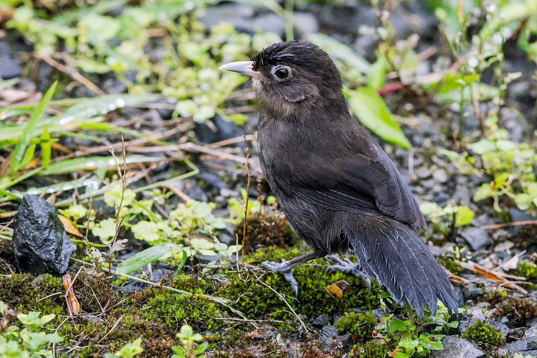 Sooty Babbler (image by Dáni Balla)