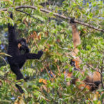 Southern Yellow-cheeked Crested Gibbon (image by Dáni Balla)