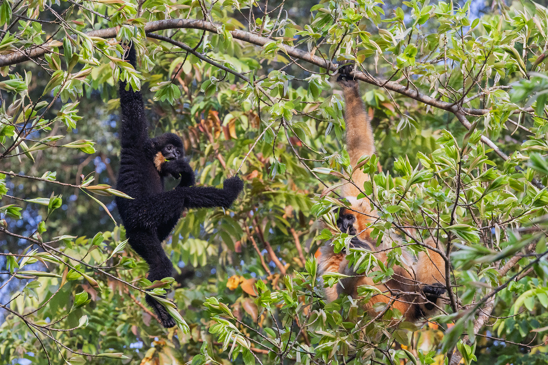 Southern Yellow-cheeked Crested Gibbon (image by Dáni Balla)
