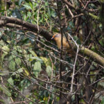 Spectacled Barwing (image by Dáni Balla)