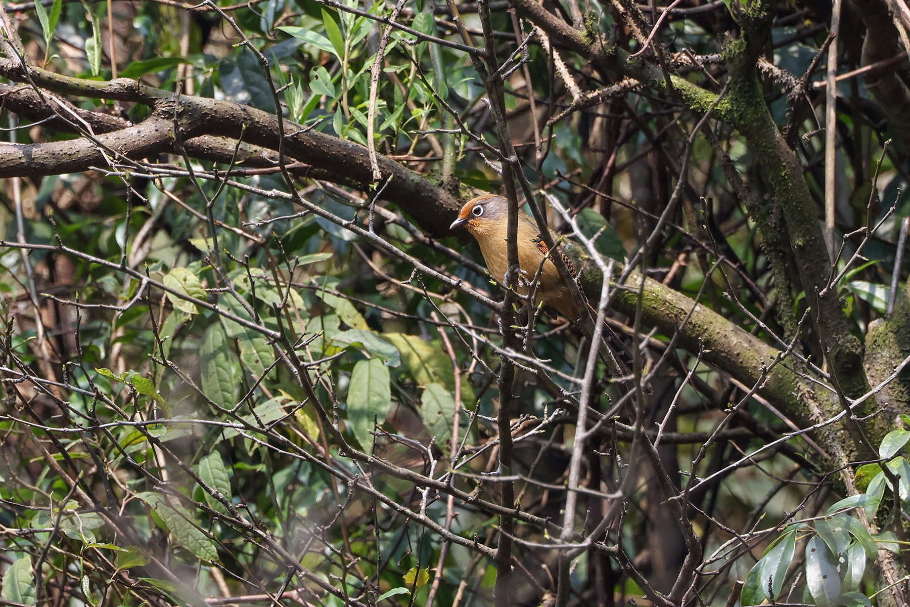 Spectacled Barwing (image by Dáni Balla)