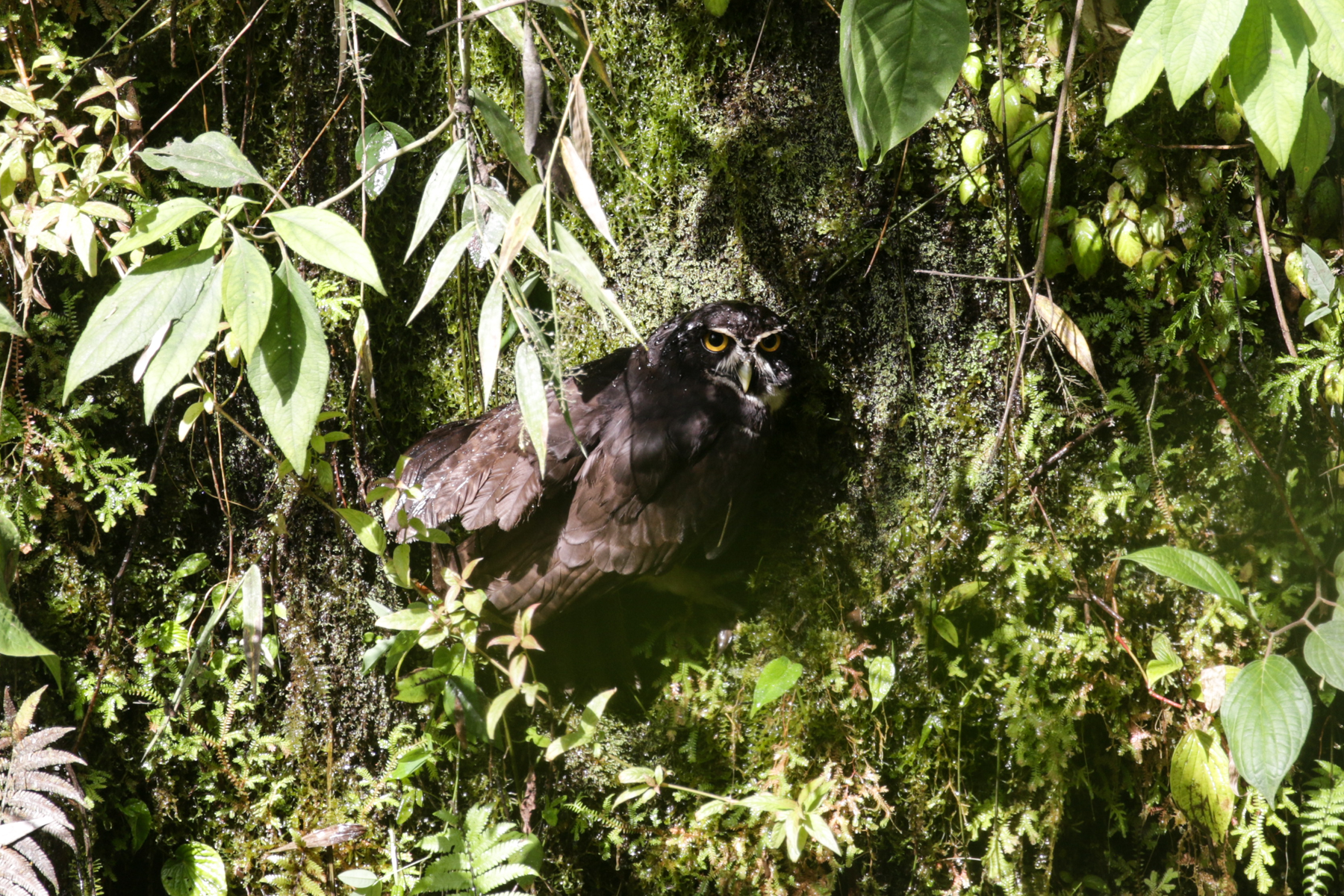 Spectacled Owl (image by Trevor Ellery)