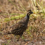 Spot-bellied Bobwhite (image by Fito Downs)