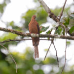 Spot-breasted Cuckoo-Dove (image by Diedert Koppenol)