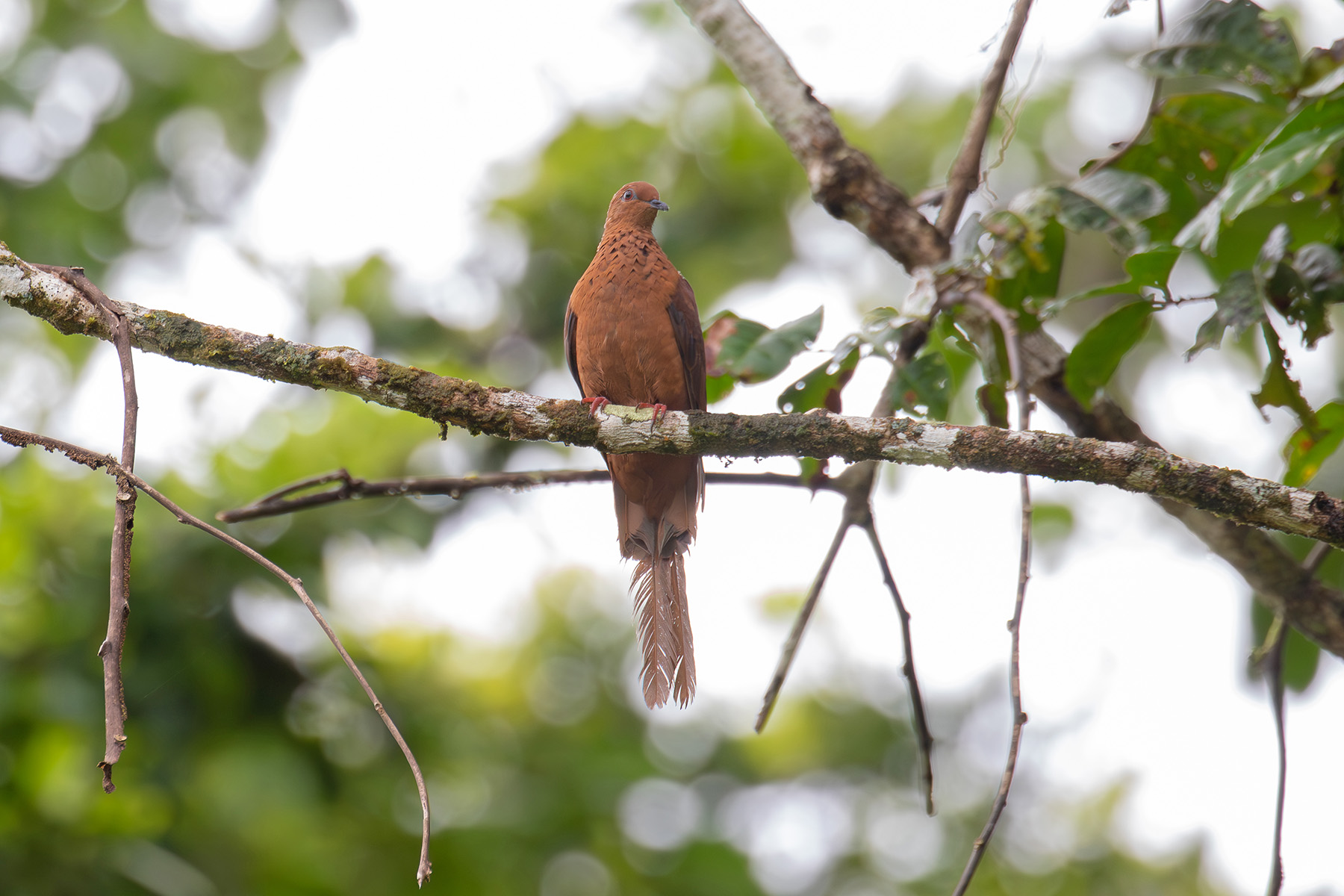 Spot-breasted Cuckoo-Dove (image by Diedert Koppenol)