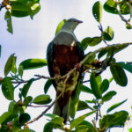 Spotted Imperial Pigeon (image by Ivan Sarenas)
