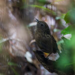 Streaked Wren-Babbler (image by Dáni Balla)