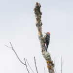 Stripe-breasted Woodpecker (image by Dáni Balla)