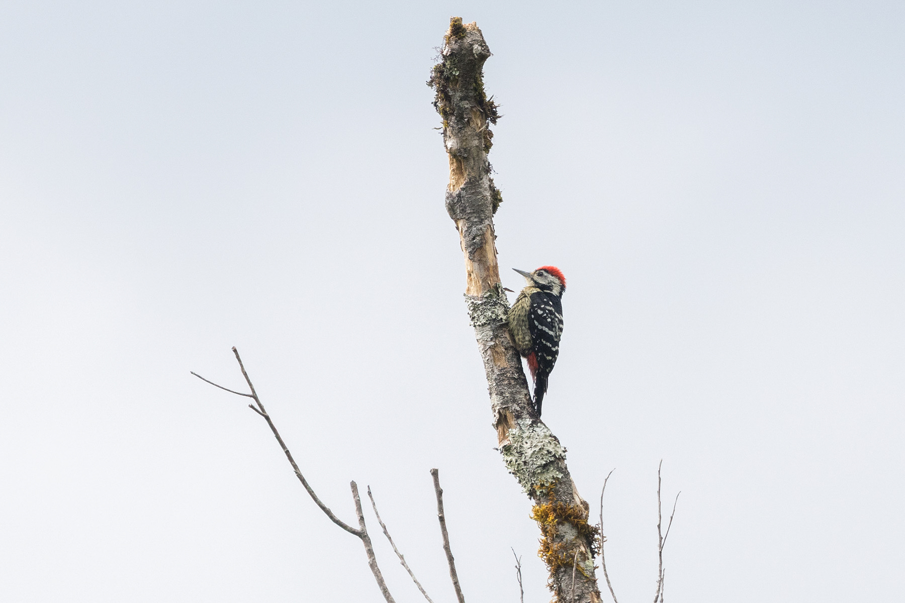 Stripe-breasted Woodpecker (image by Dáni Balla)