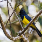 Sultan Tit ssp. gayeti (image by Dáni Balla)