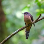 Sunda Brush Cuckoo (image by Craig Robson)