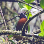 Tanager Finch (image by Trevor Ellery)