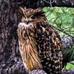Tawny Fish Owl (image by Dave Farrow)