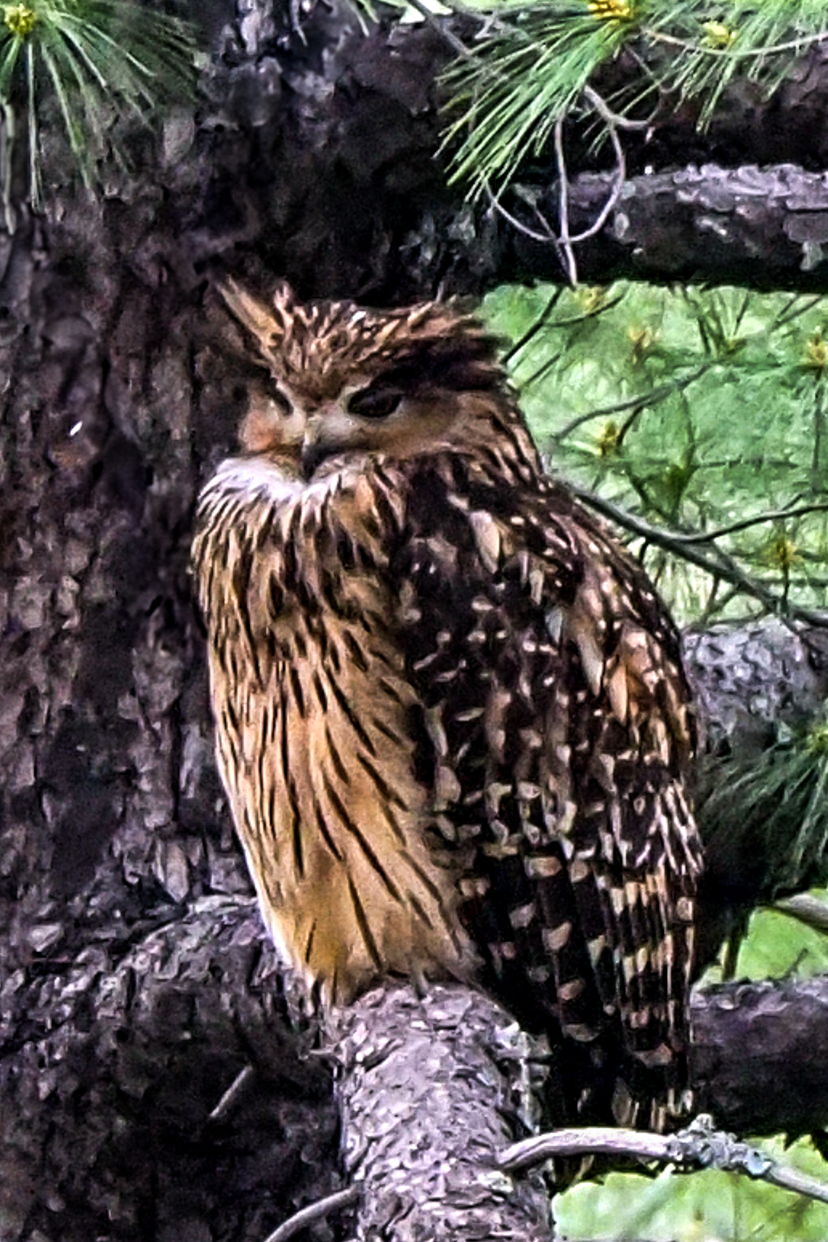 Tawny Fish Owl (image by Dave Farrow)