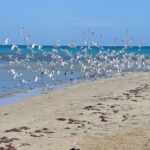 Terns (image by Eustace Barnes)