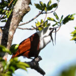 Three-wattled Bellbird (image by Fito Downs)
