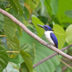 Ultramarine Kingfisher (image by Diedert Koppenol)
