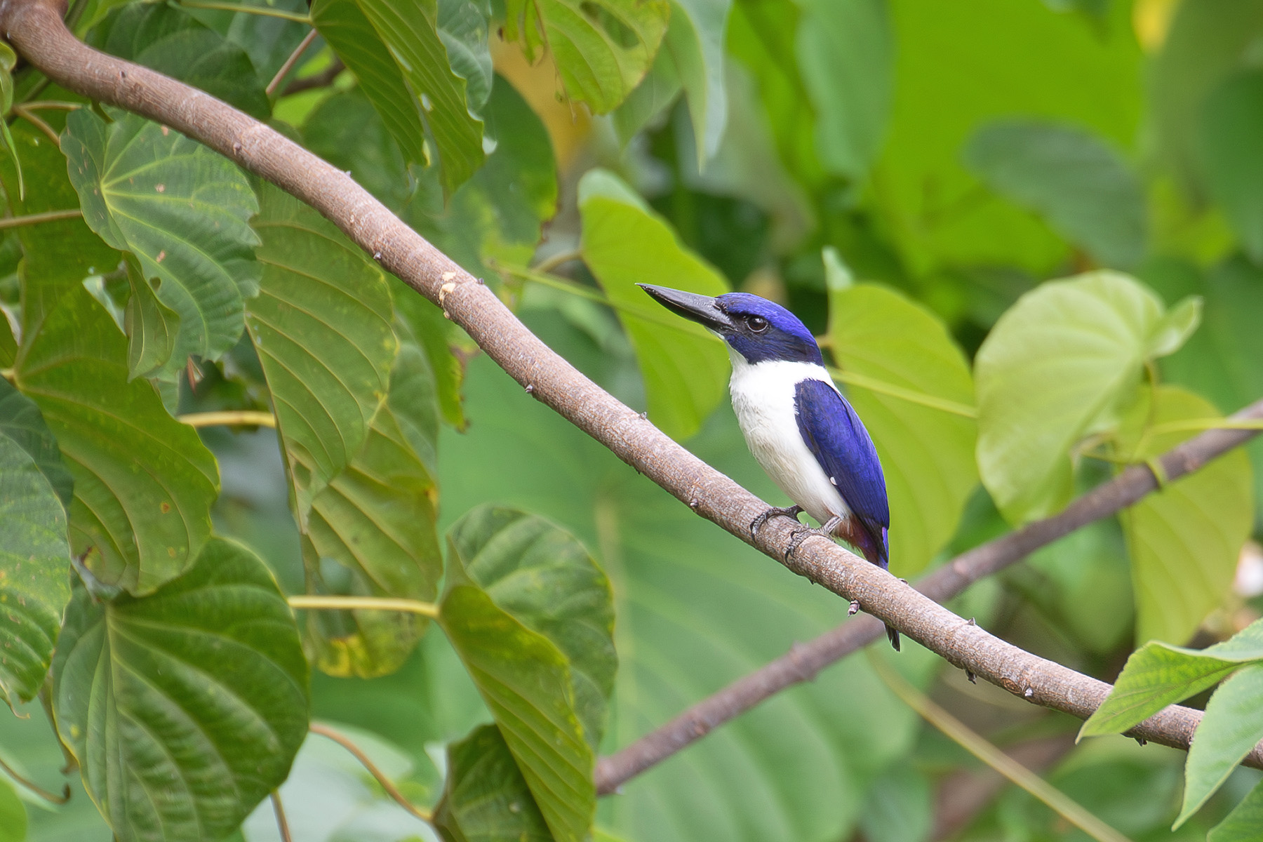 Ultramarine Kingfisher (image by Diedert Koppenol)