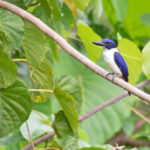 Ultramarine Kingfisher (image by Diedert Koppenol)
