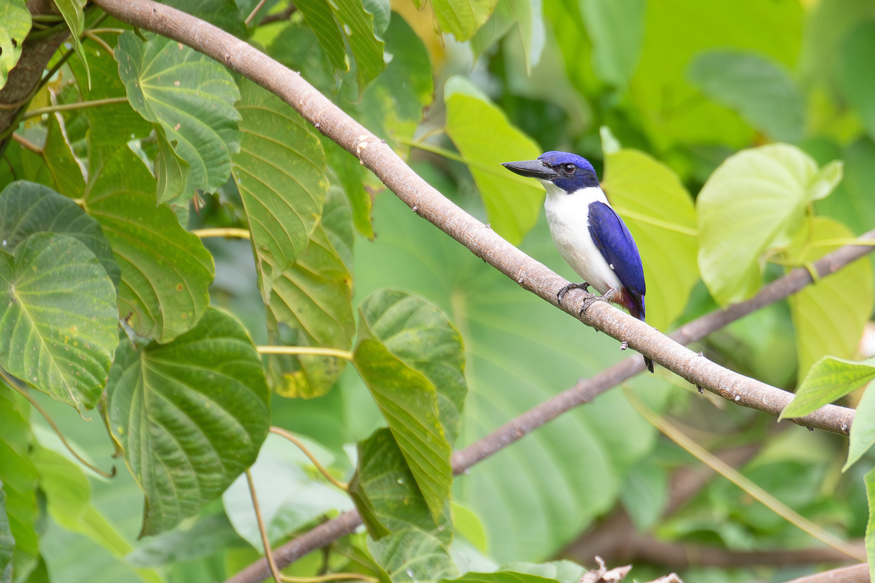 Ultramarine Kingfisher (image by Diedert Koppenol)