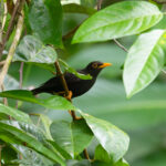 Vanikoro Island Thrush (image by Diedert Koppenol)